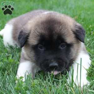 AKC Bruno, Akita Puppy